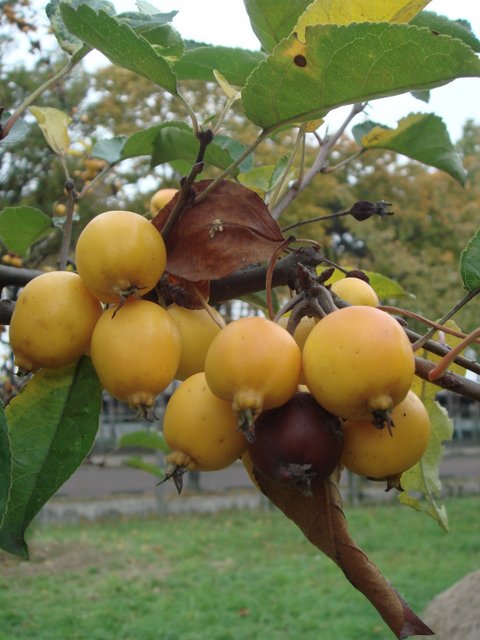 Malus x 'Golden Hornet' fruit